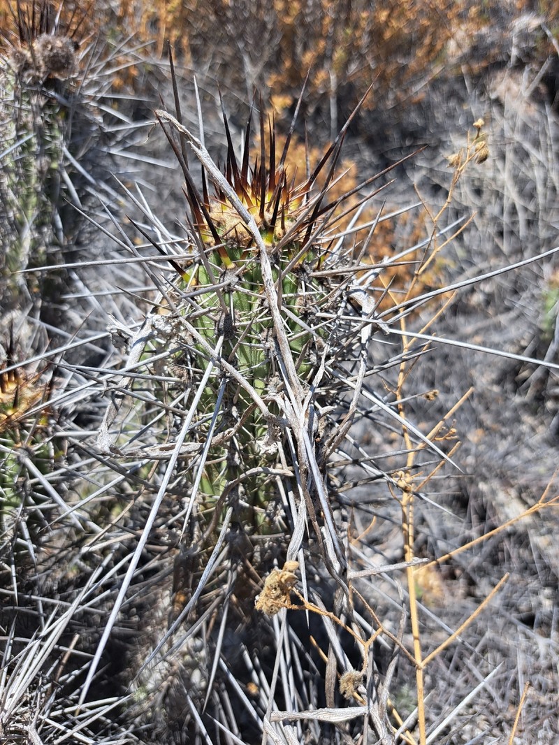 Leucostele deserticola photo 7
