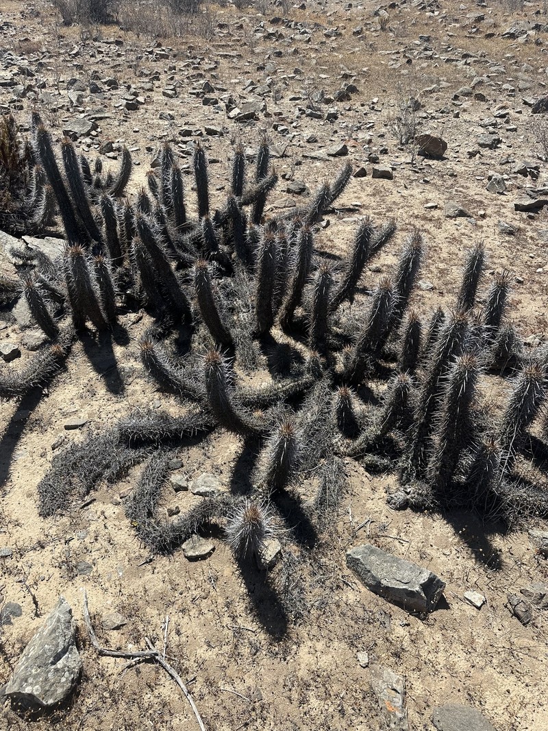 Leucostele deserticola photo 8