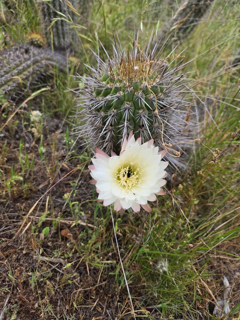 Leucostele faundezii photo 2