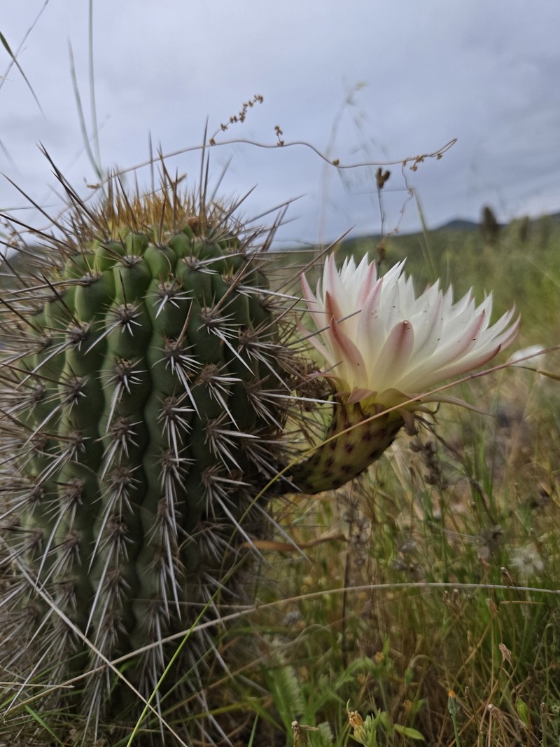 Leucostele faundezii