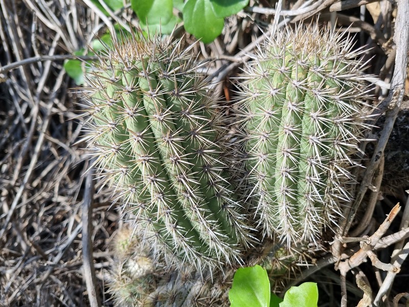Leucostele litoralis
