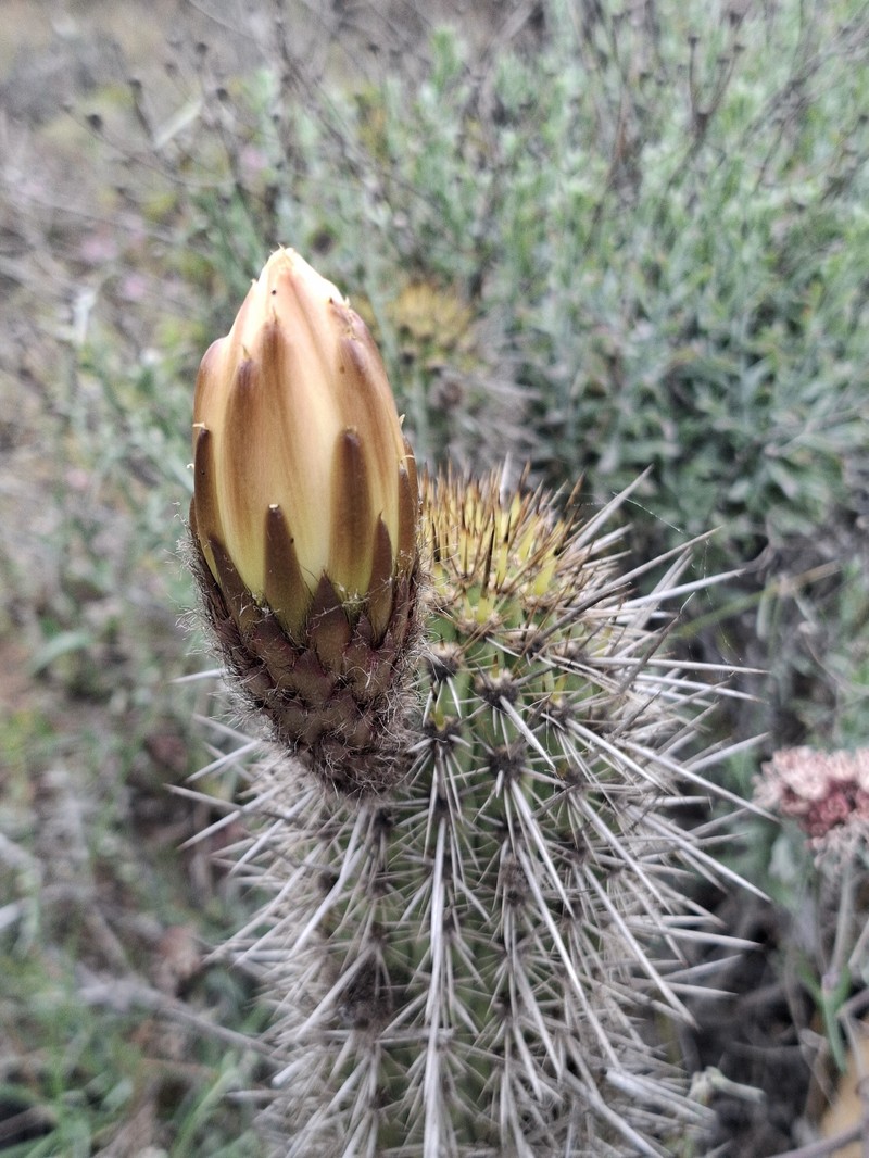 Leucostele litoralis photo 2
