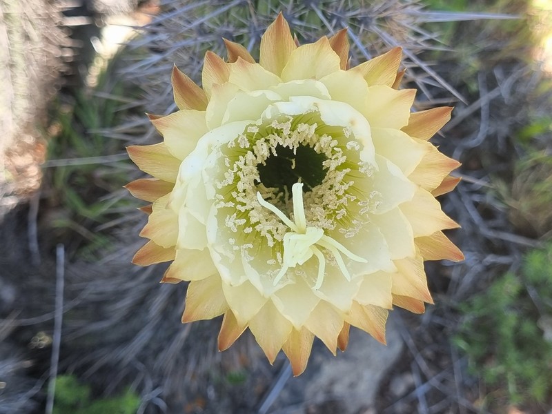 Leucostele litoralis photo 3