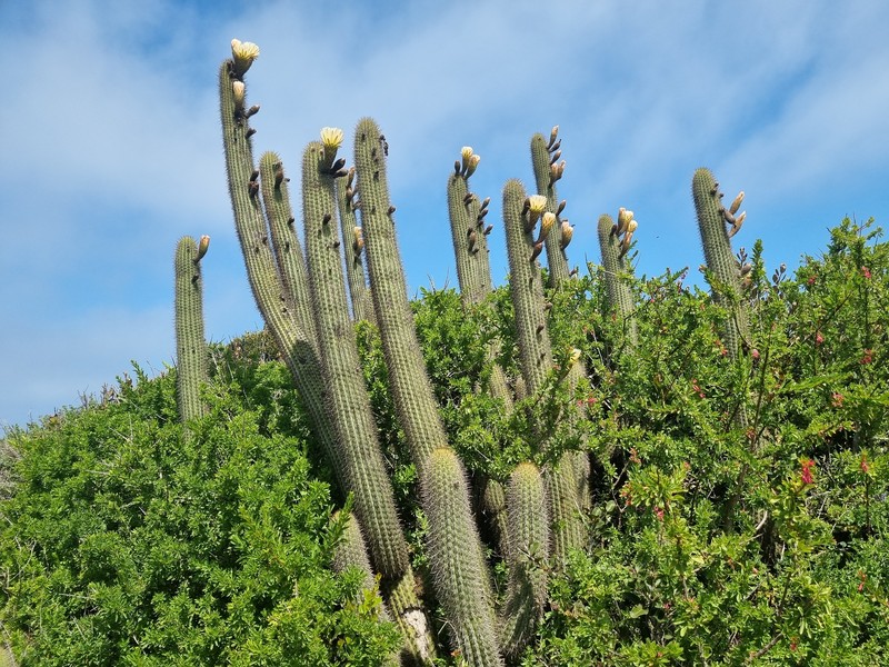 Leucostele litoralis photo 7