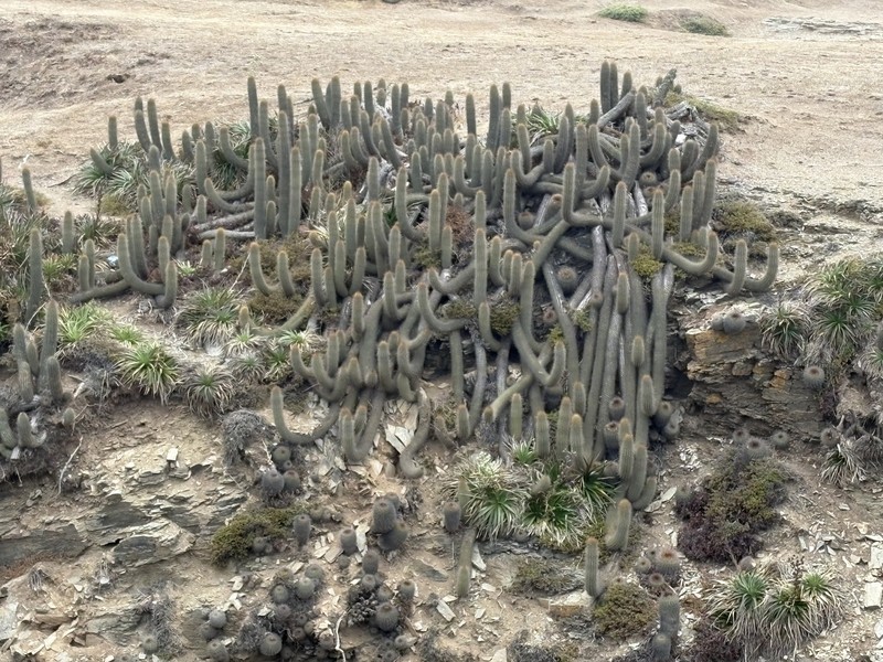 Leucostele litoralis photo 8