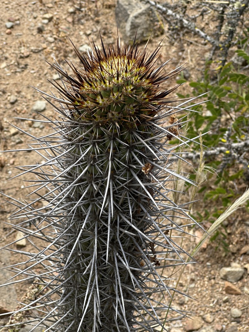 Leucostele nigripilis