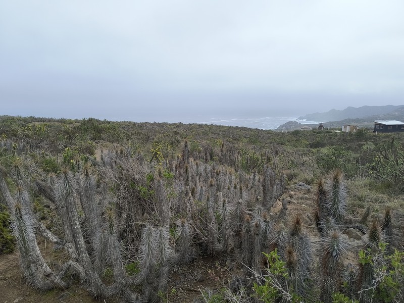 Leucostele nigripilis photo 4