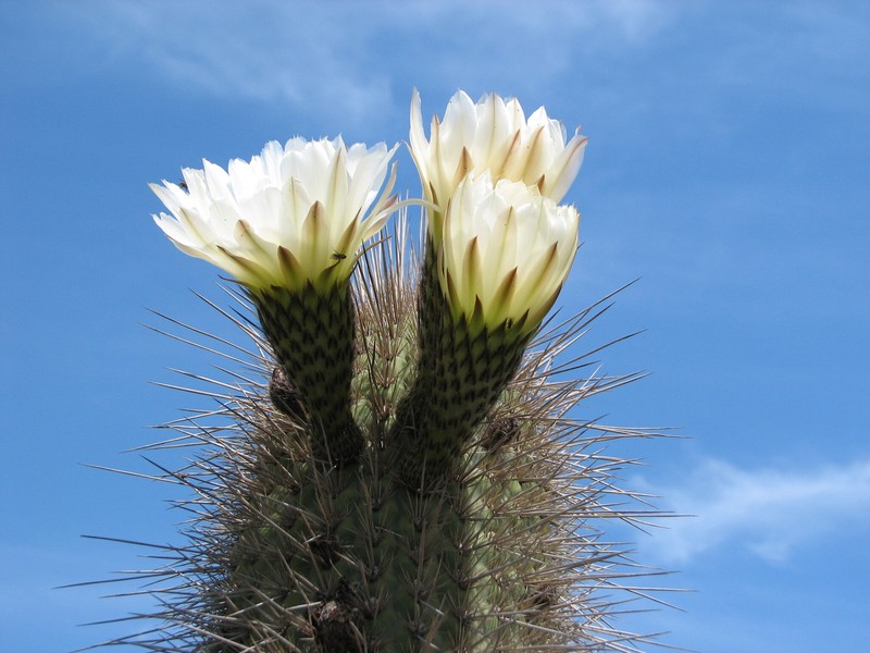 Leucostele pectinifera