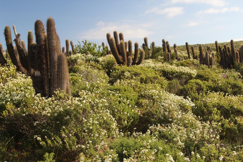 Leucostele pectinifera photo 2