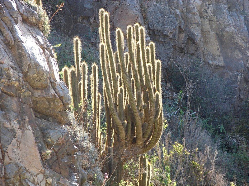 Leucostele pectinifera photo 3