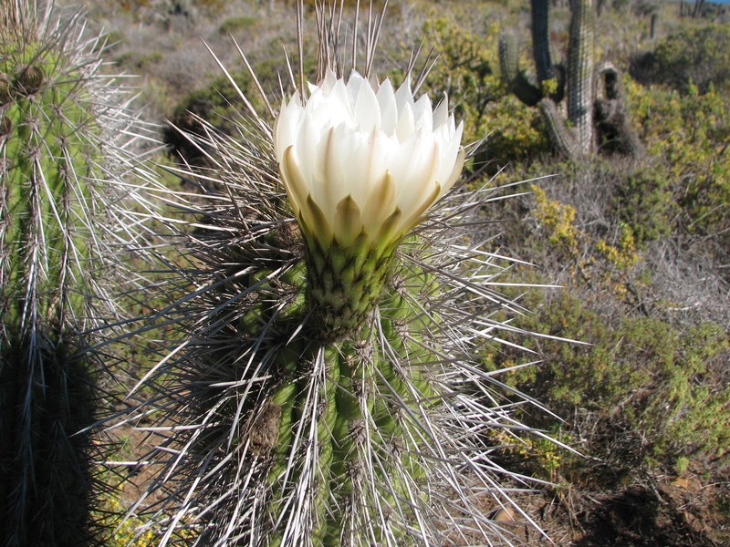 Leucostele pectinifera photo 4