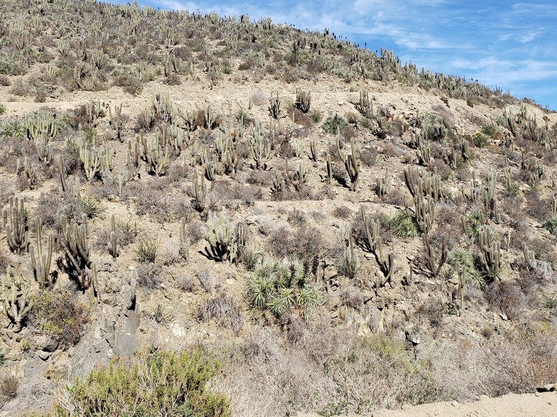 Leucostele pectinifera photo 5