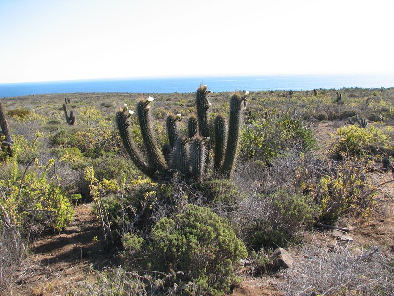 Leucostele pectinifera photo 6