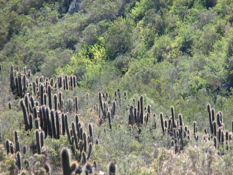 Leucostele skottsbergii photo 7