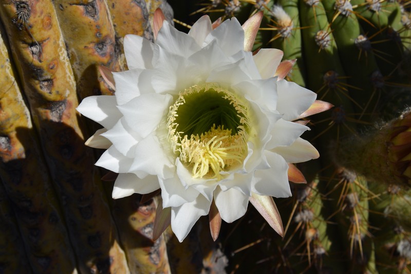 Leucostele terscheckii