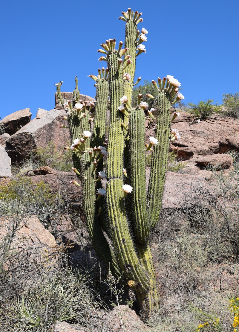 Leucostele terscheckii photo 3