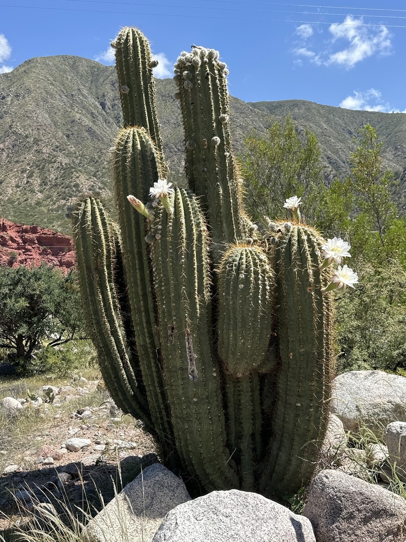 Leucostele terscheckii photo 4