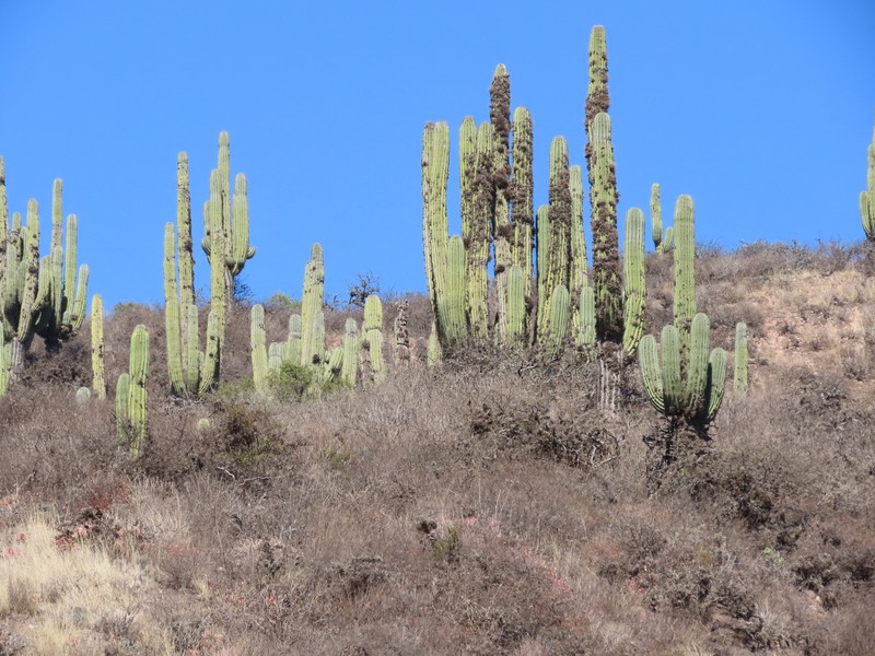 Leucostele terscheckii photo 5
