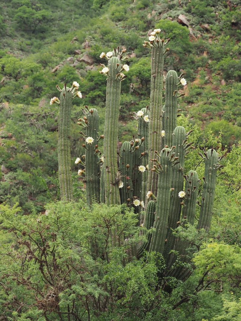 Leucostele terscheckii photo 6