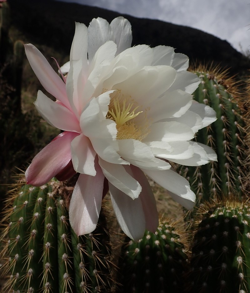 Leucostele tunariensis