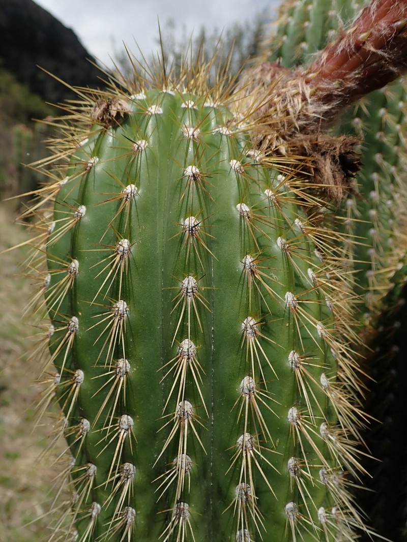 Leucostele tunariensis photo 2