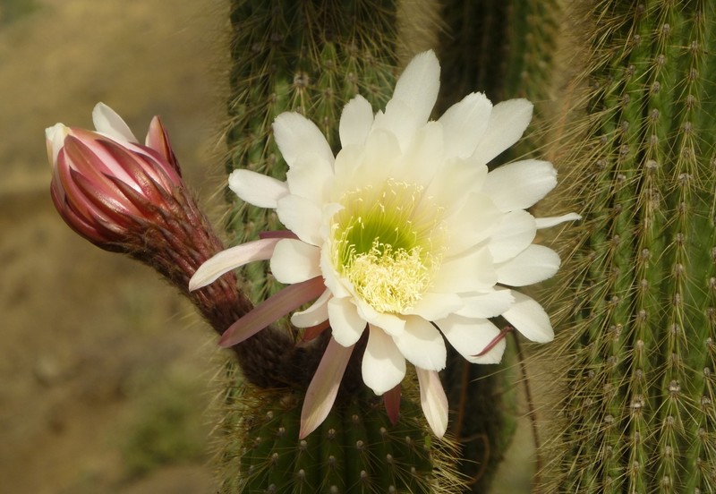 Leucostele tunariensis photo 3