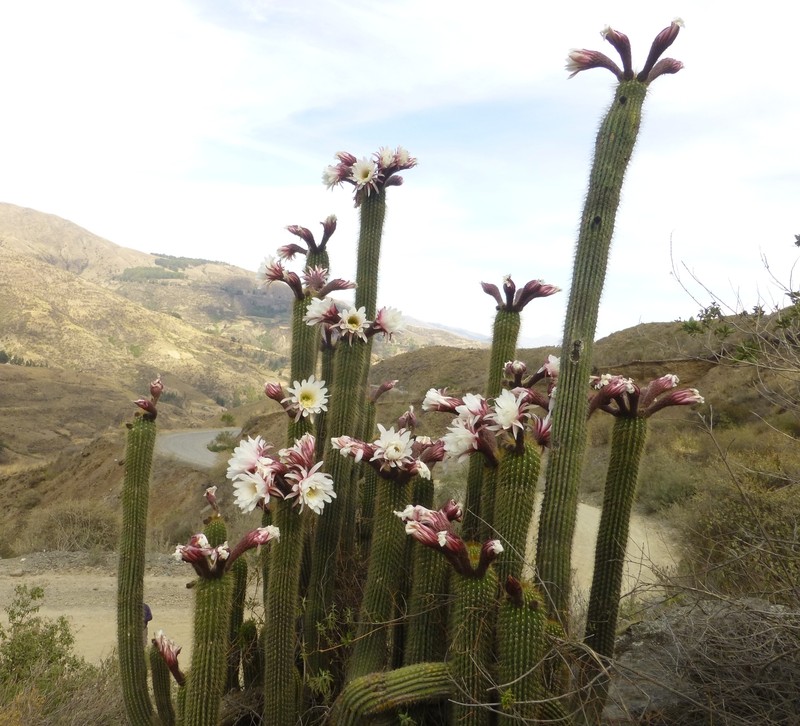 Leucostele tunariensis photo 5