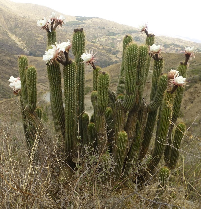 Leucostele tunariensis photo 6