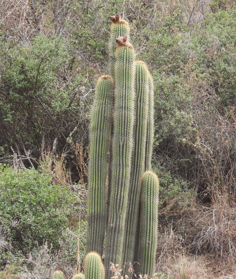 Leucostele tunariensis photo 7