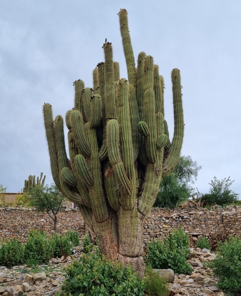 Leucostele werdermanniana