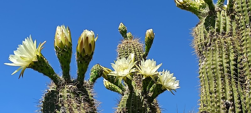 Leucostele werdermanniana photo 2
