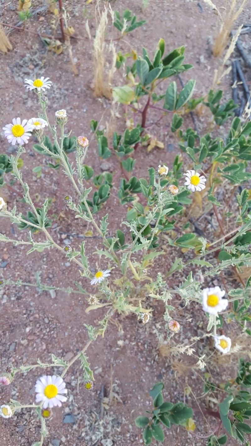 Arid Tansyaster