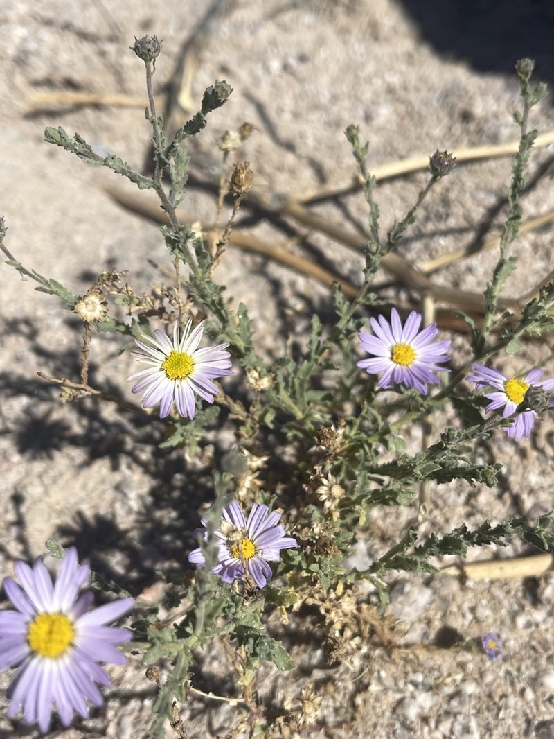 Arid Tansyaster photo 2