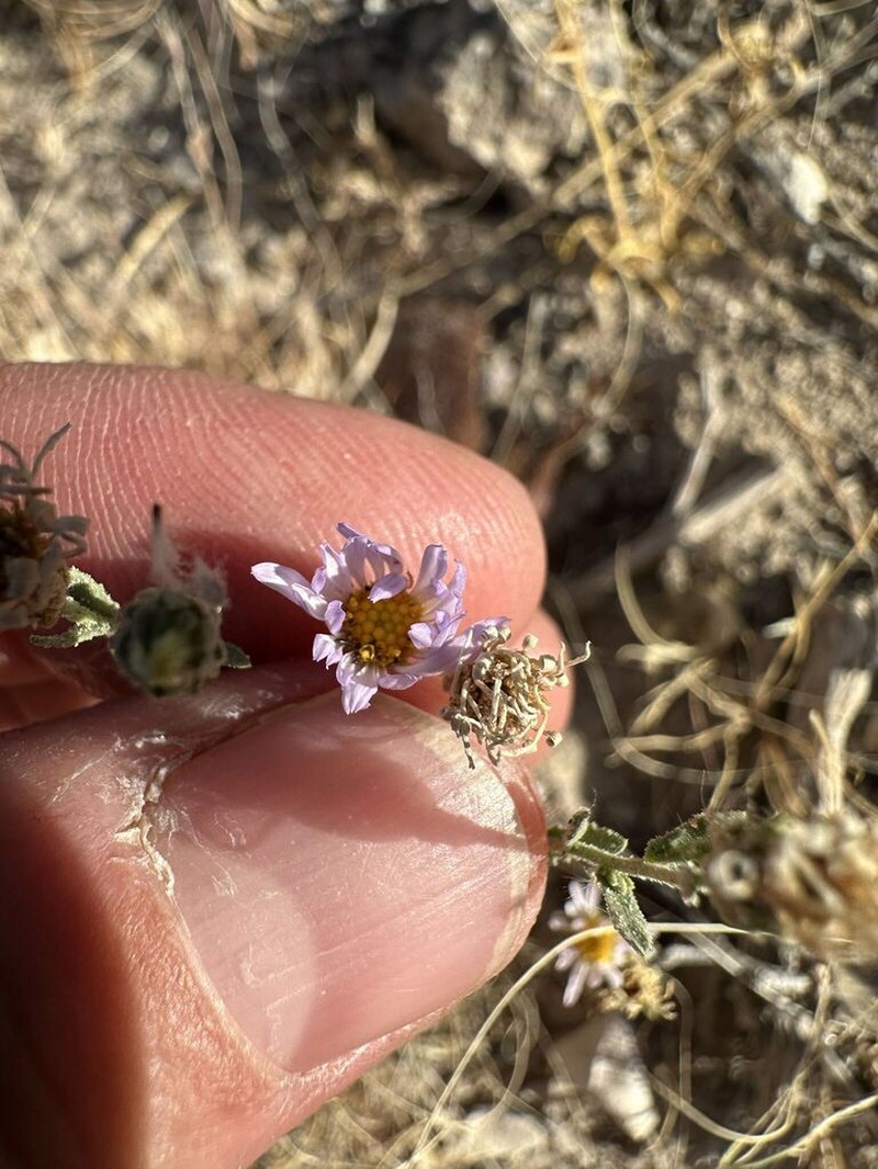 Arid Tansyaster photo 3