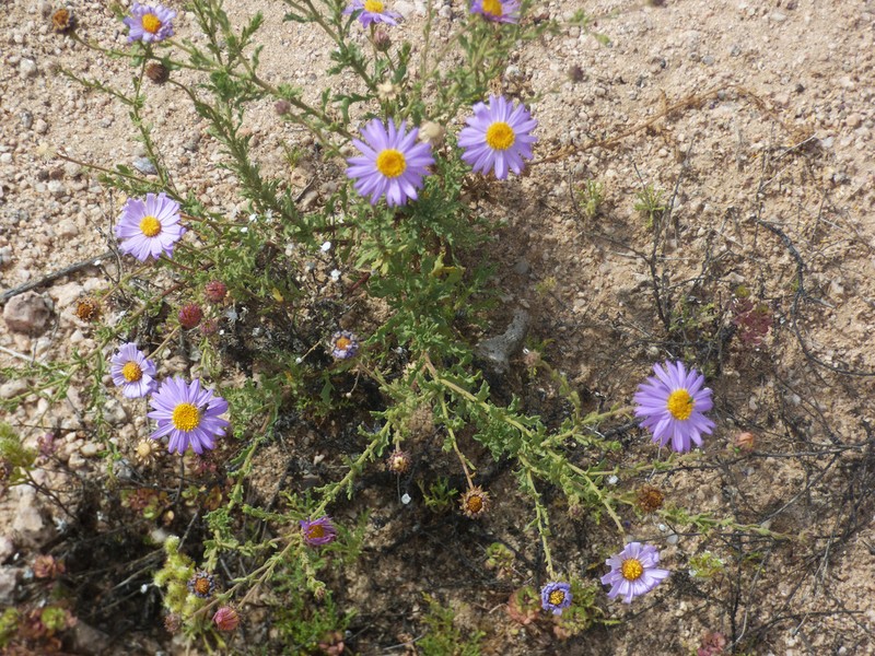 Arid Tansyaster photo 4