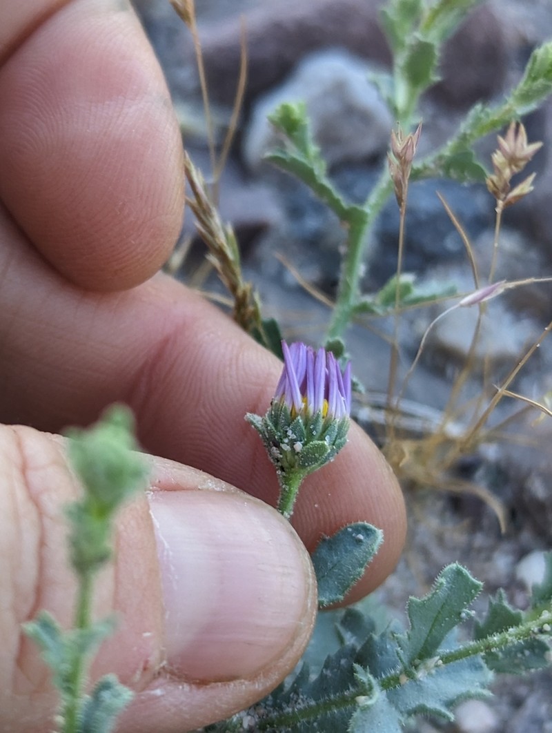Arid Tansyaster photo 5