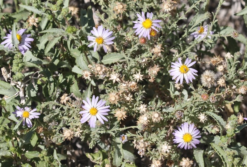 Arid Tansyaster photo 6