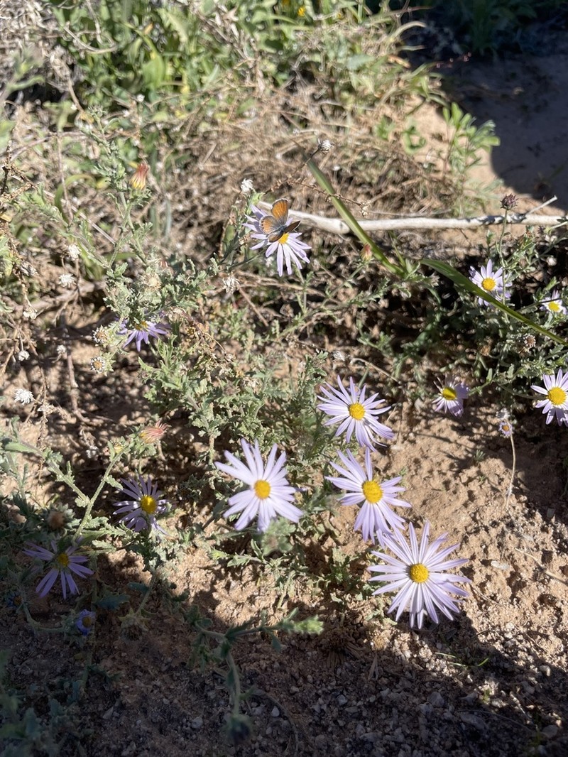 Arid Tansyaster photo 7
