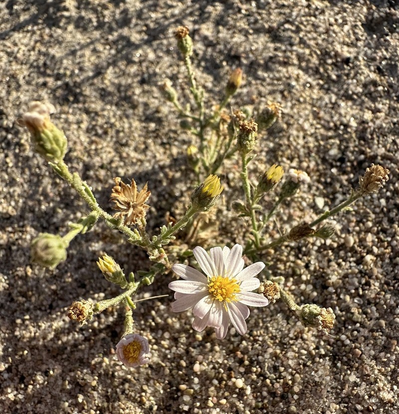 Arid Tansyaster photo 8