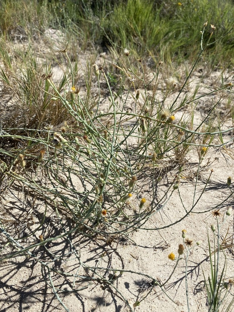 Shrubby Alkaliaster