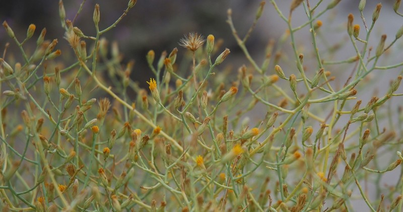 Shrubby Alkaliaster photo 2