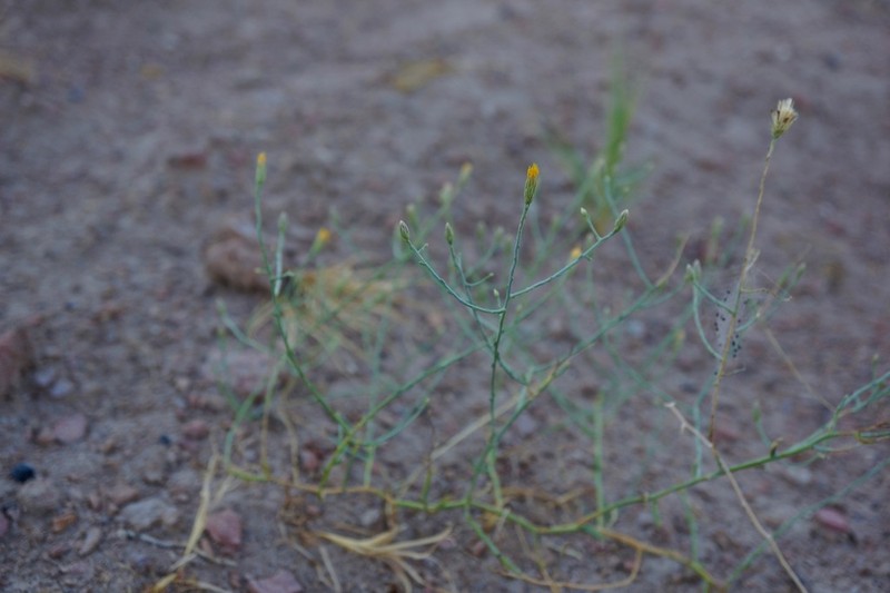 Shrubby Alkaliaster photo 3
