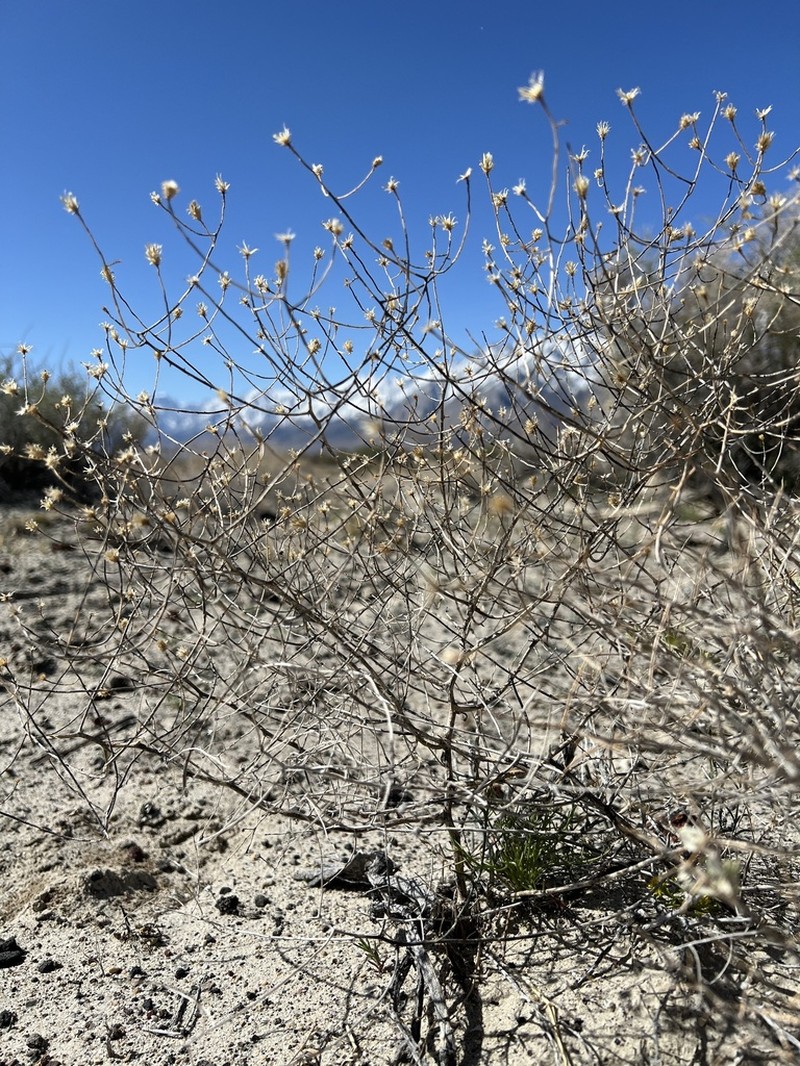 Shrubby Alkaliaster photo 4