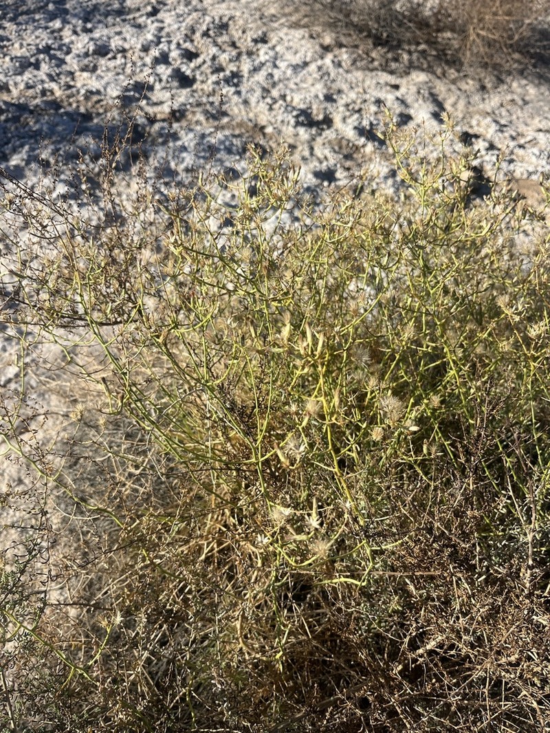 Shrubby Alkaliaster photo 6