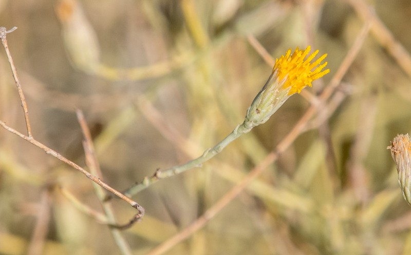 Shrubby Alkaliaster photo 8