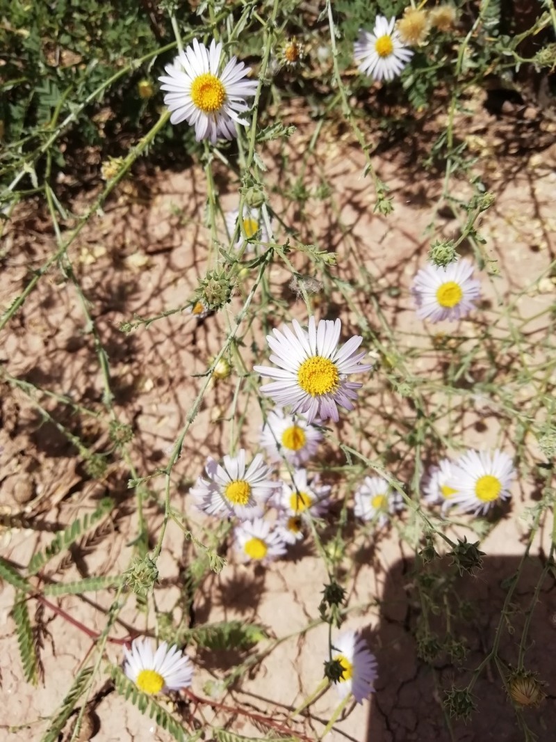 Leucosyris coulteri