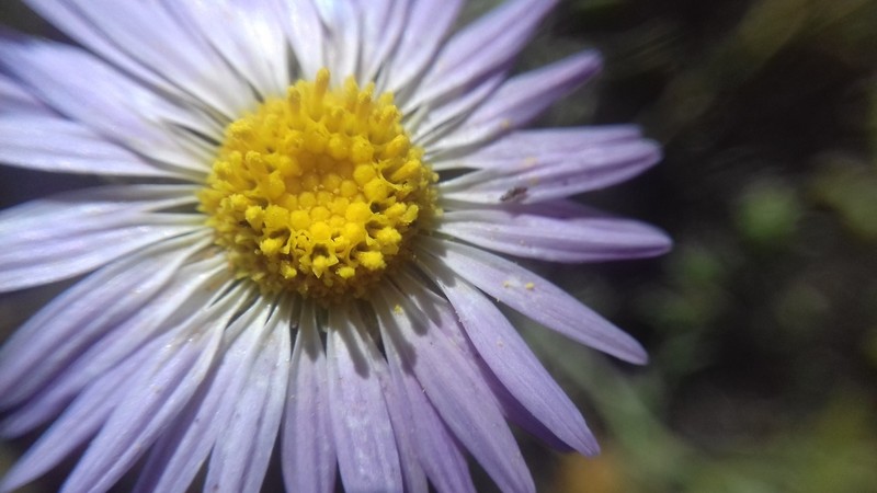 Leucosyris coulteri photo 2