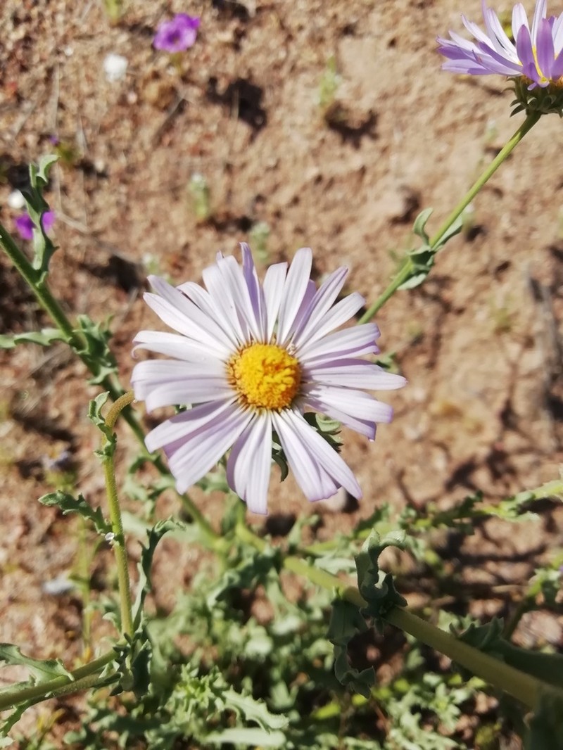 Leucosyris coulteri photo 3