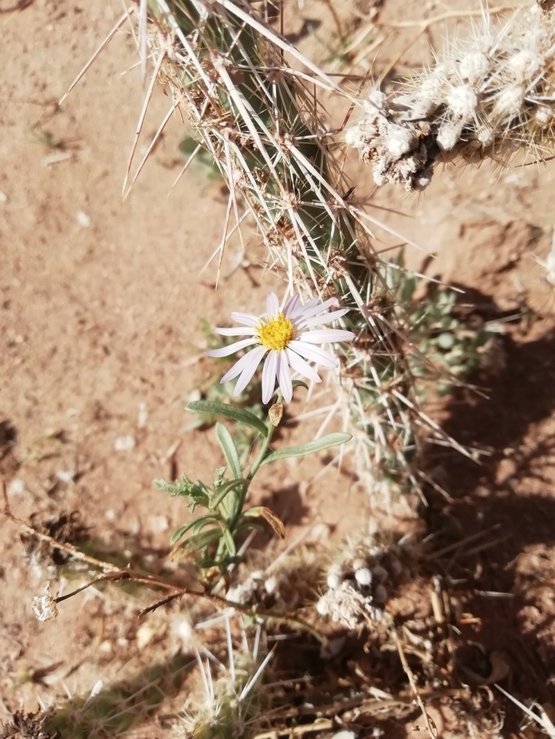 Leucosyris coulteri photo 4