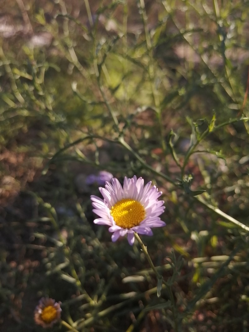 Leucosyris coulteri photo 5